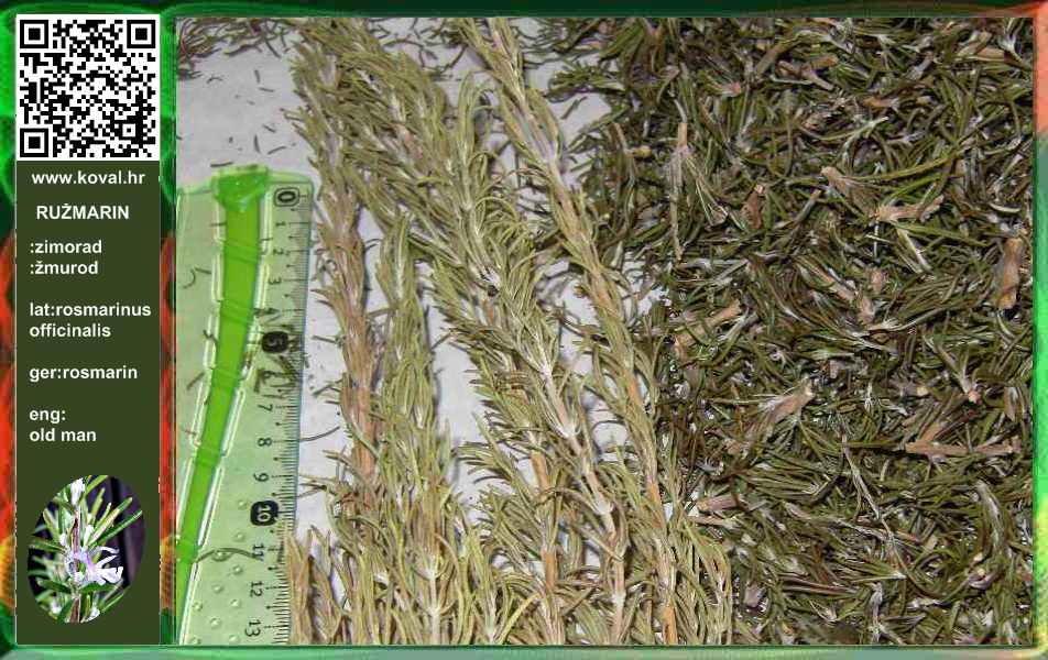 ljekovito bilje